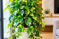 Lời khuyên cho những gia đình đang trồng cây Trầu Bà