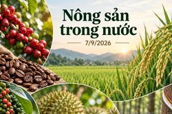 Nông sản trong nước 7/9: Cà phê giữ mốc 95.000 đồng/kg, hồ tiêu cao nhất 137.000 đồng/kg
