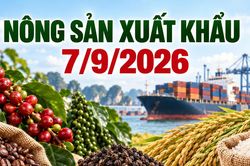 Nông sản xuất khẩu 7/9: Cà phê vẫn chịu áp lực, gạo 5% tấm ở 438-442 USD/tấn
