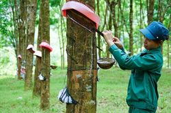 Giá một mặt hàng bật tăng hơn 2%, sản lượng toàn cầu giảm 5,15%
