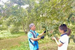 Ở tuổi 70 vẫn bền bỉ làm giàu từ vườn dẻ và đàn gà thả vườn