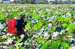 Đà Nẵng: Đất khó hóa cơ hội, nông dân Thăng Bình tìm hướng làm giàu mới