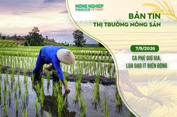 Thị trường nông sản 7/9/2026: Cà phê giữ giá, lúa gạo ít biến động