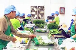 Chủ động nguồn nông sản cho mùa tiêu dùng cuối năm