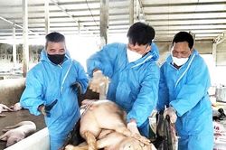 Tiêu hủy 4.513 con lợn mắc bệnh dịch tả lợn châu Phi