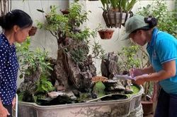 Xã Đan Phượng chú trọng vệ sinh môi trường, phòng chống sốt xuất huyết