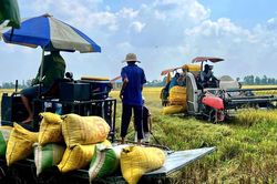 Giá lúa tươi 'chạm đáy', nông dân miền Tây đối mặt với nguy cơ thua lỗ