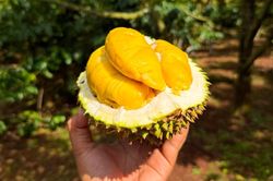 Một quốc gia bất ngờ mua mạnh sầu riêng Việt Nam