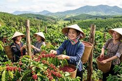 Giá cà phê hôm nay 8.9.2026: Trong nước và thế giới cùng giữ giá