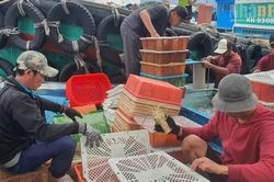 Khánh Hòa trước bài toán chủ động nguồn tôm hùm giống