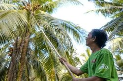 Phát triển hệ sinh thái bền vững từ vùng nguyên liệu dừa Vĩnh Long