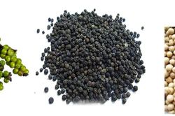 Những gốc tiêu 40 năm tuổi và 'tấm căn cước' của vị cay xứ Tiên