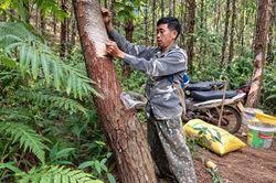 Khơi nguồn sinh kế từ rừng