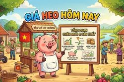 Giá heo hơi hôm nay 8/9: Bình ổn trên cả 3 miền, dao động trong khoảng 57.000 - 60.000 đồng/kg