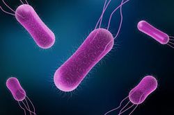 Hơn 130 bác sĩ nhiễm khuẩn Salmonella tại bệnh viện của Mexico