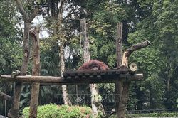 Indonesia: Bảo tồn đa dạng sinh học gắn với cộng đồng và sinh kế