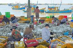 Ngư dân trúng 'lộc biển', cảng cá Phú Hải nhộn nhịp khi tàu cập bến