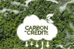 Điều gì quyết định chất lượng và giá tín chỉ carbon rừng?