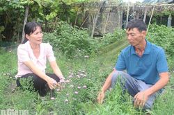 Nữ Chủ tịch Hội Nông dân Định Mỹ và hành trình "số hóa" nhà vườn