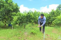 Mã số vùng trồng - 'chìa khóa' mở rộng thị trường nông sản