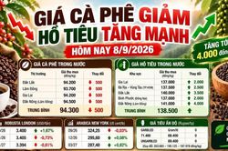 Giá cà phê, hồ tiêu hôm nay 8/9: Hồ tiêu tăng sốc tới 4.000 đồng/kg