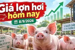 Giá lợn hơi hôm nay 8/9/2026: 4 địa phương giữ mức 60.000 đồng/kg