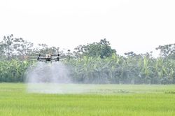 Hiệu quả việc sử dụng thiết bị bay không người lái sản xuất nông nghiệp