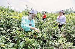 Sức bật từ kinh tế hộ ở Yên Trị