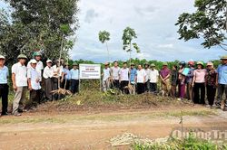 Giống sắn HN1 cho năng suất dự kiến gần 33 tấn/ha