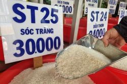 Ngày 8/9: Giá một số loại gạo nguyên liệu xuất khẩu giảm, lúa ổn định