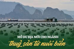 Mở dư địa mới cho ngành thuỷ sản từ nuôi biển