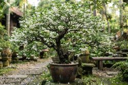 Giá trị của cây Mai Chiếu Thủy mà nhiều người chưa biết