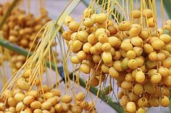 Loại quả mọc thành từng chùm, cắn dọc ngọt lịm, cắn ngang lại chát: Việt Nam cũng bán, giá bao nhiêu?