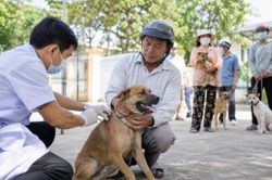 Đồng Tháp siết quản lý chó, mèo, quyết liệt phòng chống bệnh Dại