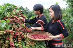 Vai trò của nông nghiệp đối với xã hội Việt Nam