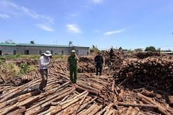 Lộ đường dây 'mở đường' cho gỗ lậu qua chốt rừng ở Đắk Lắk