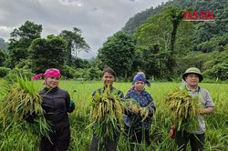 Mùa lúa trở lại bản Đoòng