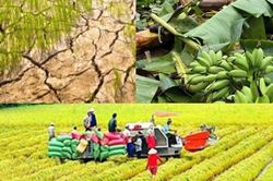 Nâng mức hỗ trợ phí bảo hiểm nông nghiệp