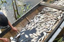Quảng Trị: Làm rõ nguyên nhân cá chết hàng loạt trên sông Sa Lung