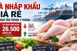 [INFOGRAPHIC] 7 THÁNG ĐẦU NĂM NHẬP KHẨU 214.400 TẤN THỊT VÀ PHỤ PHẨM GIA CẦM
