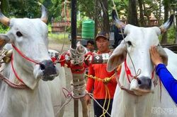 Sôi nổi không khí tập luyện mừng ngày Hội đua bò truyền thống An Giang
