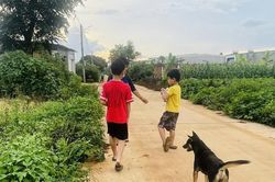 Gia Lai: Bé trai 6 tuổi tử vong sau 2 lần bị chó cắn