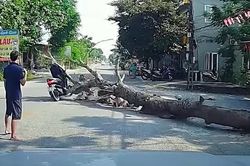 Vụ cây đổ đè chết người đi đường: Công an triệu tập người cưa cây
