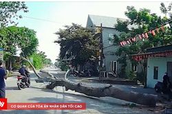 Một người tử vong do bị cây đổ trúng người