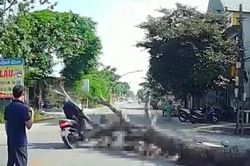 Cưa cây ven đường, cây đổ khiến người đi xe máy tử vong