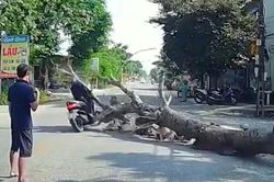 Cưa cây ven đường, cây đổ khiến người đi xe máy tử vong