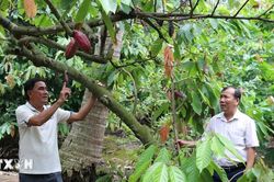 Đồng Tháp: Mô hình dừa trồng xen cacao mang lại hiệu quả kinh tế