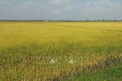 Nông dân Cà Mau đối mặt với thua lỗ trong vụ lúa Hè Thu