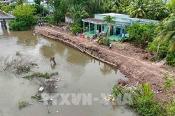 Đầu tư 160 tỷ đồng xây dựng công trình khẩn cấp bảo vệ đê bao Cù Lao Dung