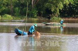 Ruộng đồng Cần Thơ vào mùa lũ